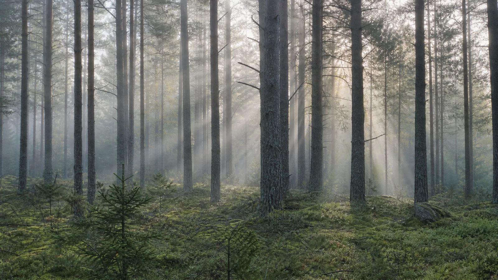 Kiefernwald im Nebel