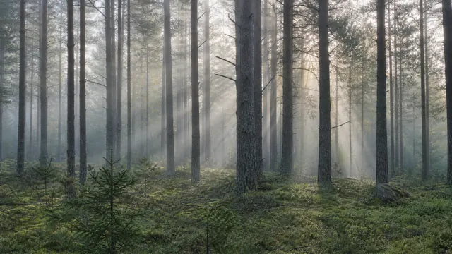 Kiefernwald im Nebel